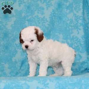 Choco Chip, Cavapoo Puppy